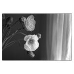 Kit de película Kodak Tri-X 400 con fundas para negativos y papel RC - Imagen 7