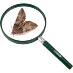 Lupa Carson HU-20 BigEye 2x (paquete de 10) - Imagen 2
