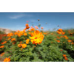 Canon RF 14mm f/1.4 L VCM Lens (Canon RF) - Imagen 14