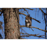 Canon RF 400mm f/2.8 L IS USM Lens - Imagen 8
