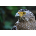 Canon RF-S 55-210mm f/5-7.1 IS STM Lens (Canon RF) - Imagen 12