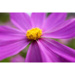 Panasonic LUMIX S 28-200 mm f/4-7.1 MACRO O.I.S. Lente (montaje L) - Imagen 9