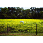 CineStill Film D9 Dynamicchrome Warm-Tone 1er revelador - Imagen 4