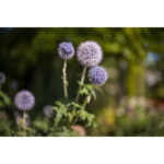Leica Noctilux-M 35mm f/1.2 ASPH. Lente (Leica M) - Imagen 11