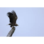 Lente Canon RF 100-400 mm f/5.6-8 IS USM - Imagen 8