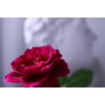 Canon RF 16-28mm f/2.8 IS STM Lens (Canon RF) - Imagen 14