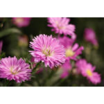 Canon RF-S 55-210mm f/5-7.1 IS STM Lens (Canon RF) - Imagen 13